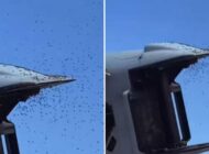 İSRAİL SEMALARINDA ARI ALARMI!