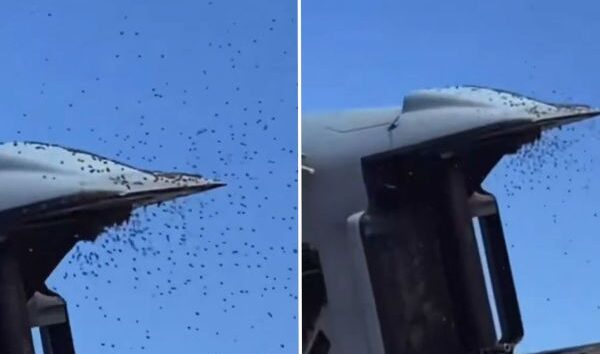 İSRAİL SEMALARINDA ARI ALARMI!