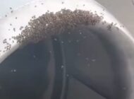 ARILAR UÇAK MOTORUNA YUVA YAPTI