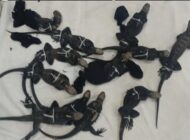YOLCULARIN VALİZDEN ÇIKTI