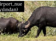 MANDALAR NÜRNBERG HAVALİMANI’NDA İŞE BAŞLADI