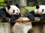 İKİ DEV PANDA 15 SAAT UÇUŞLA ABD’YE GİTTİ