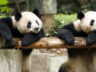 İKİ DEV PANDA 15 SAAT UÇUŞLA ABD’YE GİTTİ