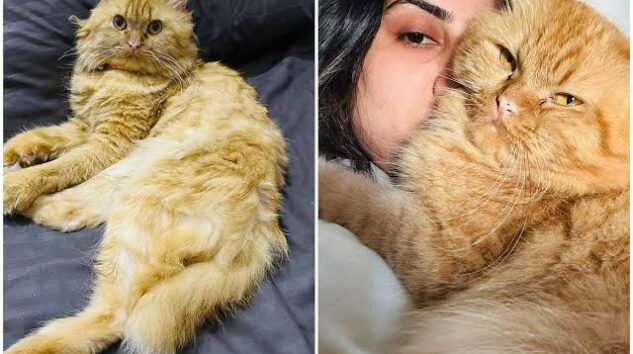 10 GÜN SONRA HAVALİMANINDA BULUNDU: KEDİSİNE KAVUŞMAYI BEKLİYOR